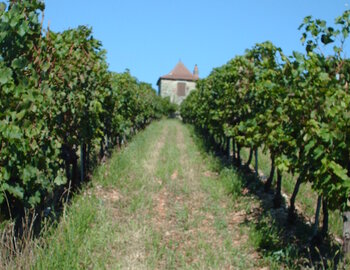 Vignoble de Glanes